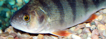 Okoun říční Foto: Karelj / Wikimedia Commons