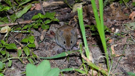 V místech s výskytem zvláště chráněných druhů a v chráněných územích, kde je aplikace biocidů zakázána zákonem, je i k aplikaci do nor potřebná výjimka.