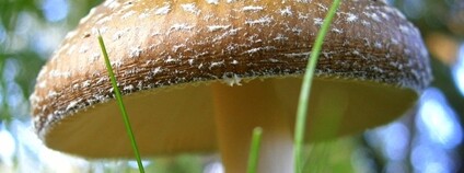 Muchomůrka tygrovaná Foto: Edo Deso Flickr