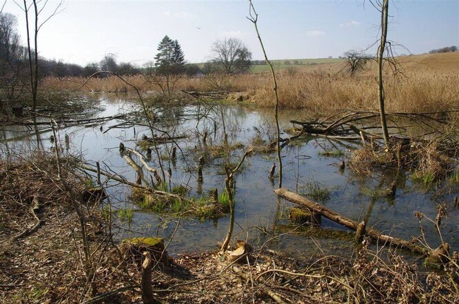 Bobří louka na Moravě.