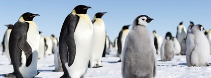 Tučňáci císařští Foto: Christopher Michel Flickr