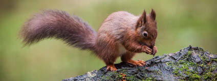 veverka obecná Foto: Richard Towell Flickr