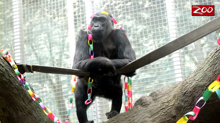 Colo žije v ohijské zoo od svého narození v prosinci 1956. Tamní ošetřovatelé se o ni starali jako o miminko