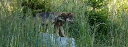 Foto: Peter Dregubiak / Šelmy.cz