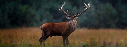 Foto: Ondřej Prosický