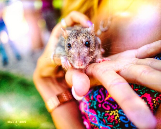 Totarová fotila ve chvíli, kdy na sobě zvířata poprvé pocítila sluneční paprsky, poprvé šlapala po trávě a lidské ruce pro ně poprvé nebyly zdrojem bolesti a strachu, ale bezpečím.