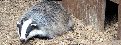 Jezevec v Ekocentru Huslík Foto: Michal Louč Wikimeda Commons