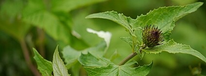 Chrpovník lopuchový Foto: Dinesh Valke Flickr