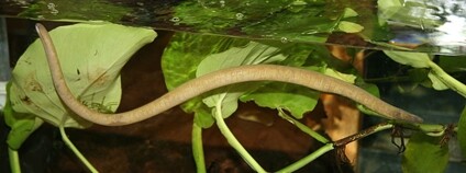 Červovec splývavý Foto: Cliff Wikimedia Commons