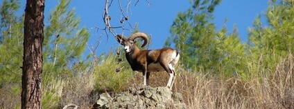 Muflon na Kypru Foto: Smichael21 Wikimedia Commons