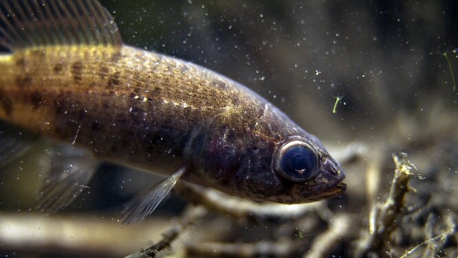 Blatňák tmavý - druh, o kterém se říká, že zapomněl vyhynout.