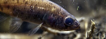 Blatňák tmavý Foto: Vad víz Wikimeda Commons