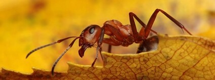 Mravenec množivý Foto: Pawel Bieniewski Wikimedia Commons