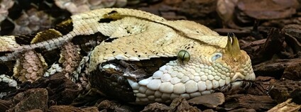 Zmije gabunská Foto: Isiwal Wikimedia Commons