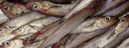 Treska modravá Foto: Luis Miguel Bugallo Sánchez Wikimedia Commons