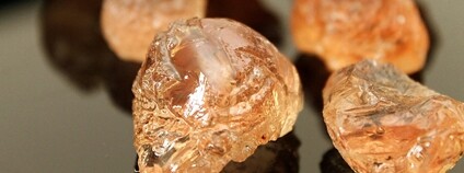 Arabská guma Foto: Tarig A. Eltom Wikimeda Commons