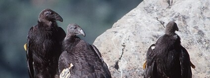 Kondor kalifornský Foto: U.S. Fish and Wildlife Service Wikimedia Commons