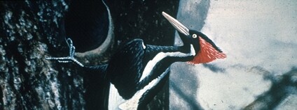 Datel knížecí na ručně dobarvené, původně černobílé fotografii z roku 1935. Foto: Wikimedia Commons