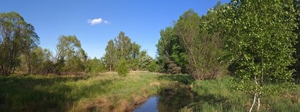V Bahnách (přírodní rezervace ČZU) Foto: Atriplexmedia Wikimeda Commons