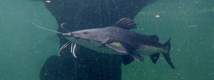 Sumeček africký Foto: Intan PH Wikimedia Commons