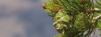 Borovice jedlá v Grand Caňonu Foto: Alan Levine Wikimedia Commons