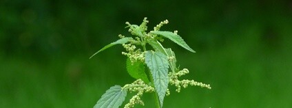 Kopřiva dvoudomá Foto: Niepokój Zbigniew Wikimedia Commons