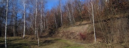 Přírodní památka Cihelna v Bažantnici v pražském Hloubětíně Foto: Martin Veselka Wikimedia Commons