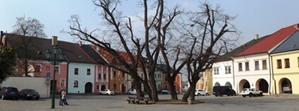 Šest původních lip na Horním náměstí v Přerově Foto: Palickap Wikimeda Commons