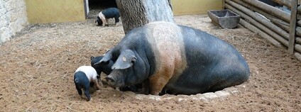 Přeštické černostrakaté prase Foto: Roy147 Wikimedia Commons