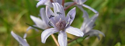 Ladoňka karpatská v lokalitě Podhůra u Lipníku nad Bečvou Foto: Petr Filippov Wikimeda Commons