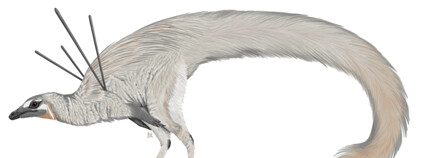 Ubirajara jubatus Foto: Luxquine Wikimedia Commons