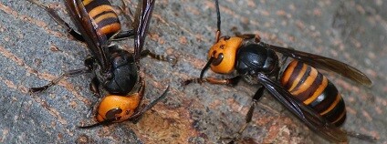 foto: Alpsdake commons.wikimedia.org