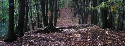 Přírodní rezervace Vrch Baba u Kosmonos na Mladoboleslavsku Foto: MartinVeselka Wikimeda Commons