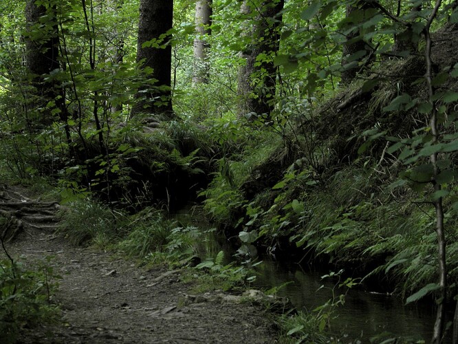 Les u Zlatých Hor na jesenicku.