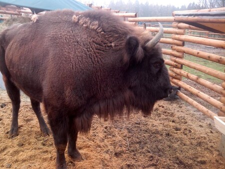 Zubr v táborské zoo.