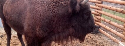 Zubr v táborské zoo Foto: Xzuzana Wikimedia Commons