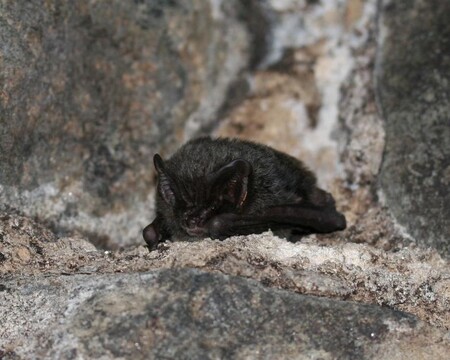 Zhruba 200 zimovišť netopýrů letos prozkoumají ochránci přírody v Karlovarském kraji. / Ilustrační foto