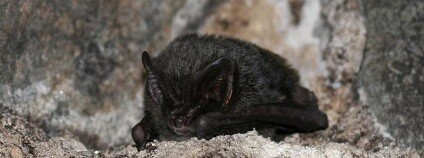 foto: Muzeum Karlovy Vary