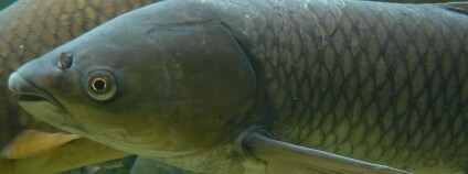 amur bílý Foto: Peter Halasz Wikimedia Commons