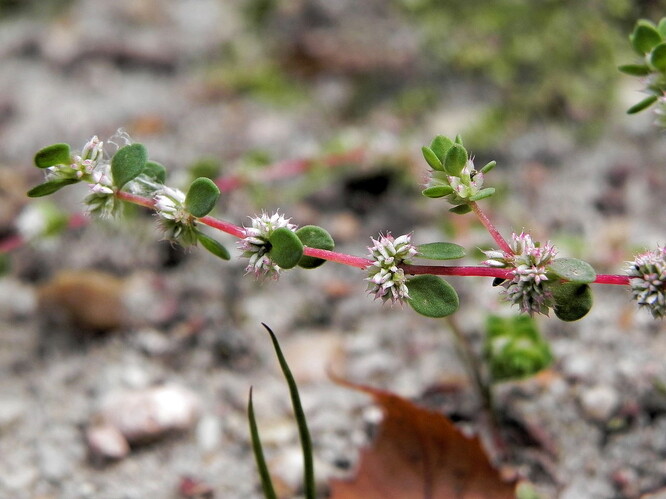 Kriticky ohrožený nehtovec přeslenitý je jeden z mála druhů, které ocení obnaženou rašelinu.