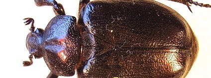 Páchník hnědý Foto: Siga wikimedia commons