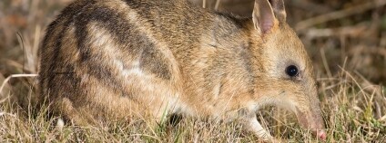 Foto:  JJ Harrison / Wikimedia Commons