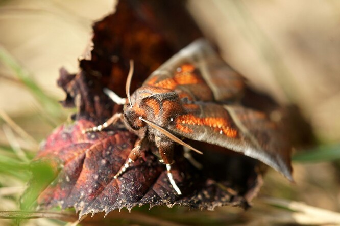 Noční motýl sklepnice obecná.
