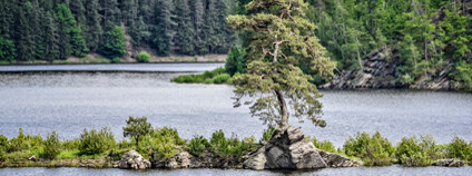 Foto: Marek Olbrzymek / Strom roku