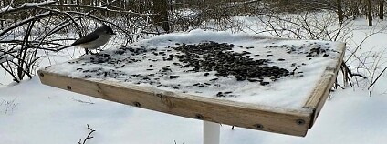 Foto: J. Damsky and M. Gall / The Auk: Ornithological Advances