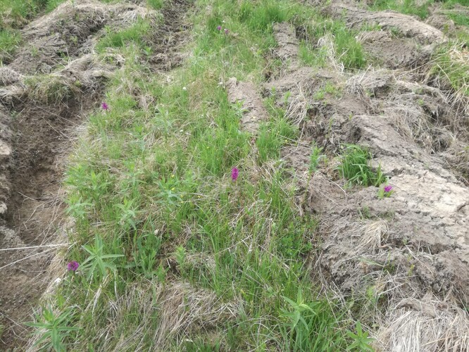 Poškození mokřadní louky u Větrova je nenahraditelné.