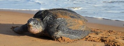 Kožatka velká Foto: Hans Hillewaert Flickr