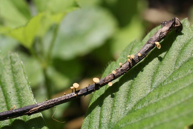 Parazitická houba, která způsobuje nekrózu jasanů, se šíří vzduchem pomocí spor, které se uvolňují z miniaturních plodniček, narůstajících během léta na tlejících řapících infikovaného listí.