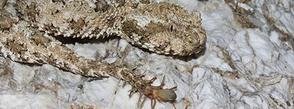 Zmije pavoučí Foto: Omid Mozaffari Flickr