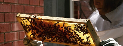 Foto: Despi Ross Flickr